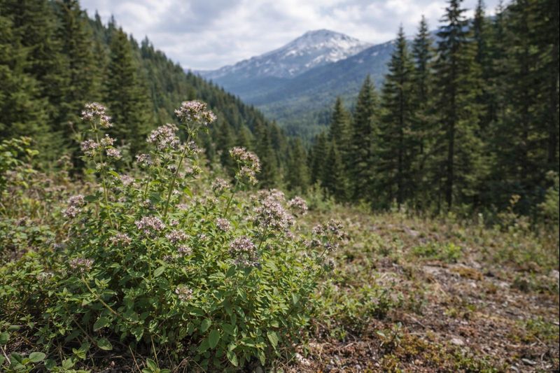 Oregano_Despinas_farm_siteview